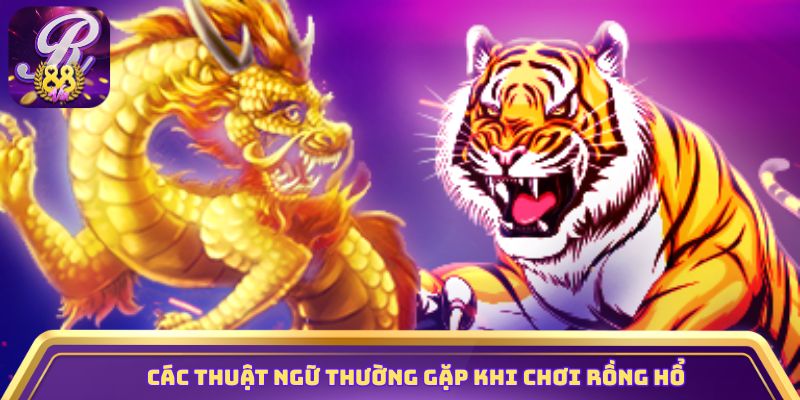 Các thuật ngữ thường gặp khi chơi Rồng Hổ